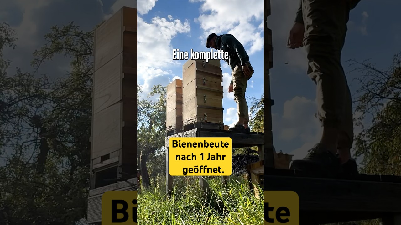 Bienenstock 1 Jahr nicht ge&ouml;ffnet - was zeigt die Inspektion?
