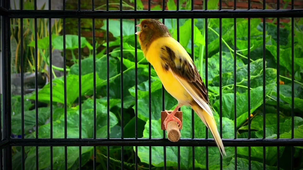 The Best Canary Singing Tempts All Canaries to Sing‼️ Belgian Canary 🐦