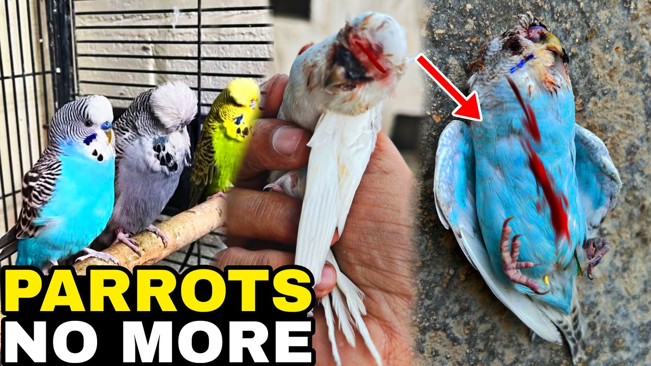 MY 2 PARROTS NO MORE🥹🥹🥹||\PARROTS DEAD#pethouse #parrot 