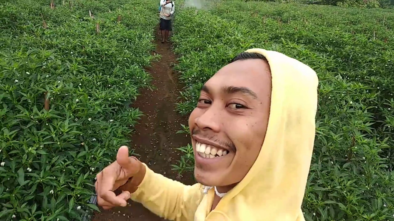 Part(56) 60hst semprot ke(19) penyakit pitoptora sudah tidak berkembang