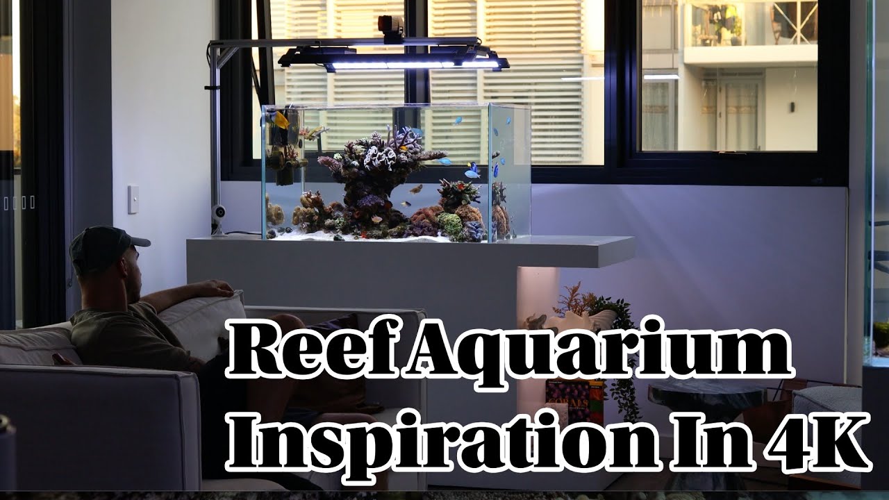 Reef Aquarium Inspiration in 4K