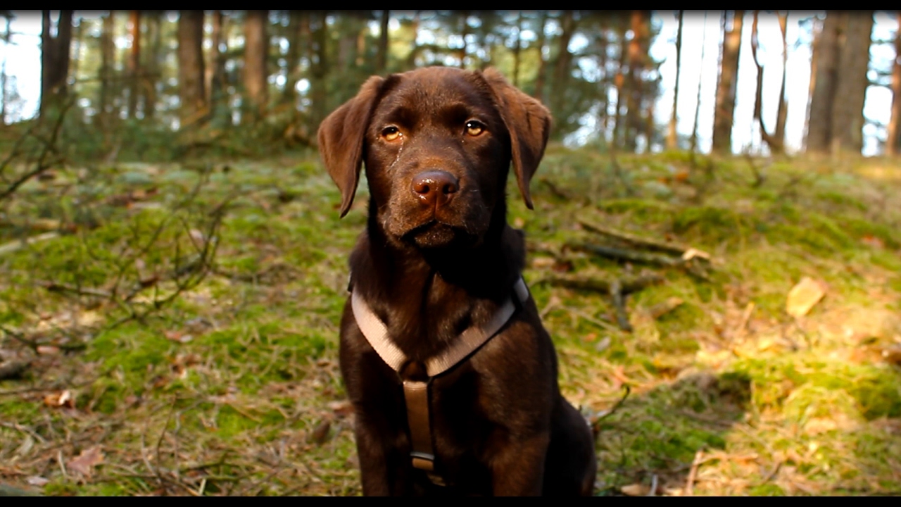 Neuer Familienzuwachs 🐶  Labrador Welpe Elvis