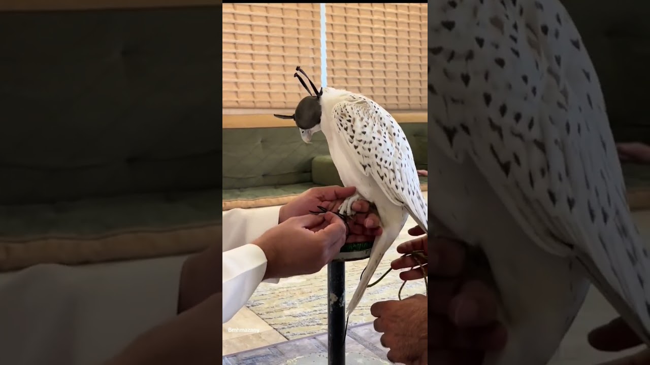 Wonderful white falcon #peregrinefalcon #falcon #hunting #viralvideo #viralshorts #shorts