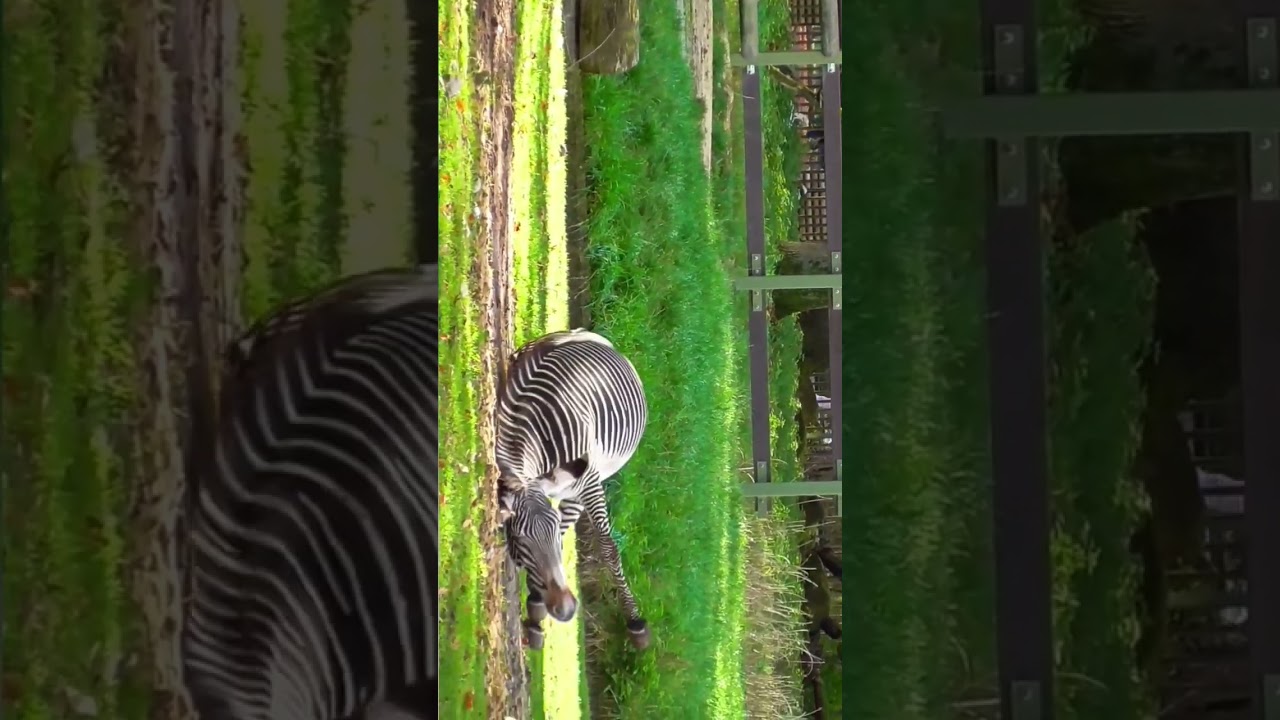Zany Zebra Safari Adventure! 🦓 Must-See Animal Encounters! | YouTube Short