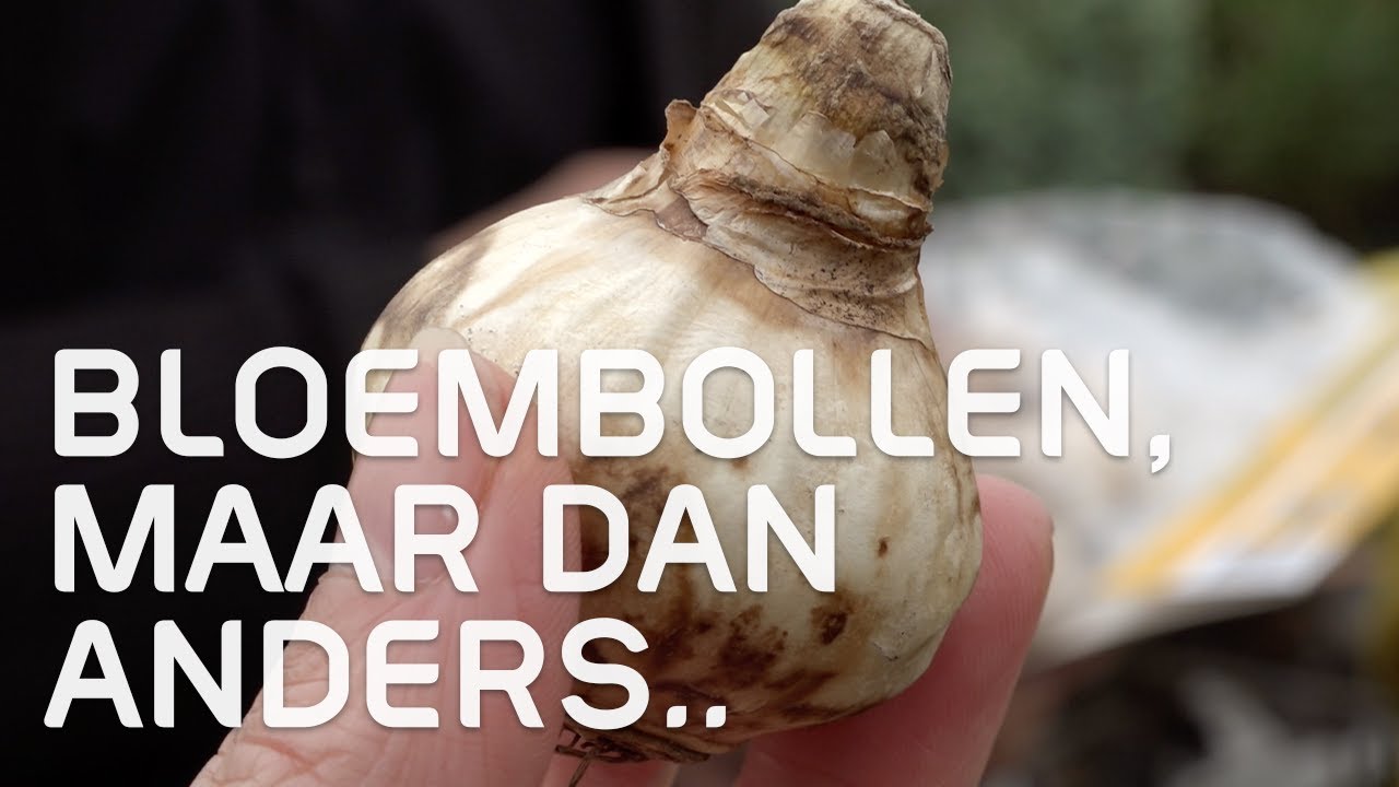 Doe eens iets anders met je bloembollen | Herfst | Tuinmanieren