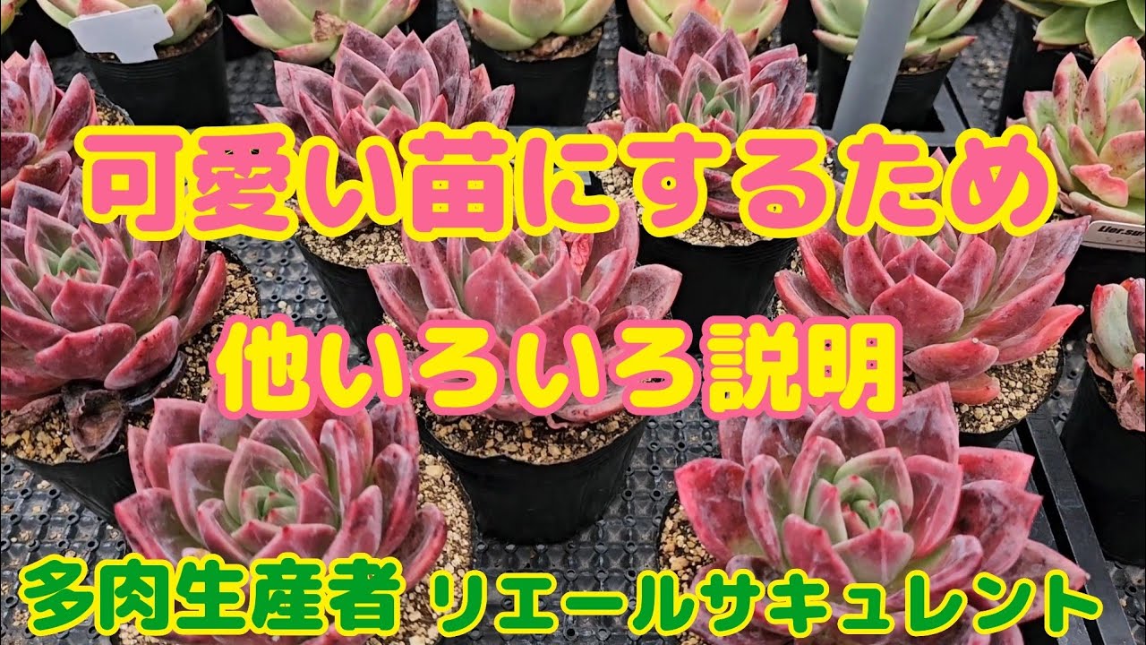 【多肉植物】【ガーデニング】可愛い苗にするため🎶他いろいろ説明❕2024年6月17日