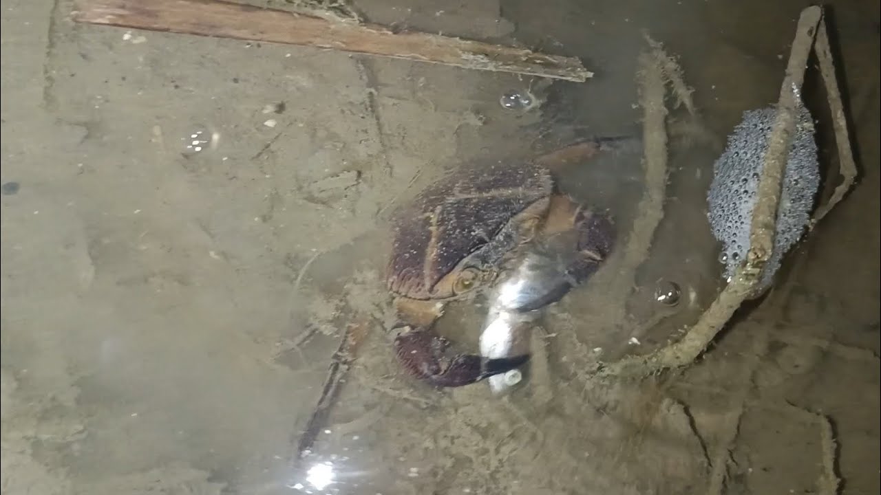 रात्री गावात खेकडे पकडताना झालेला थरारक अनुभव ! | Crab Catching Marathi Crad catching 