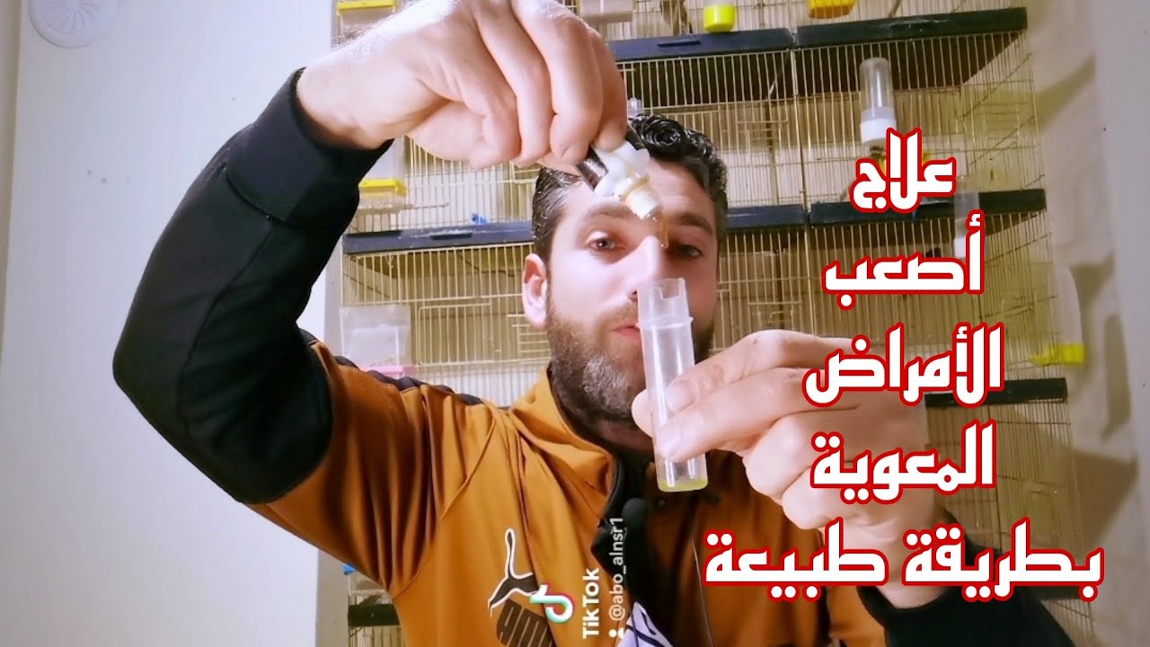 وصفة طبيعية 100 ٪لعلاج جميع الأمراض المعوية كوكسيديا ميغا بكتريا عرق ازرق #عصافير #birds