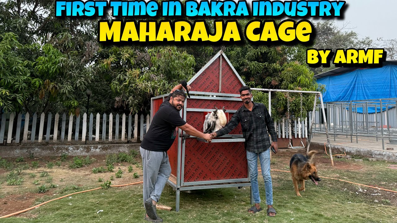MAHARAJA Cage ONLY at ARMF | Treat your goat like a MAHARAJ | PALAI OPEN for ANDUL