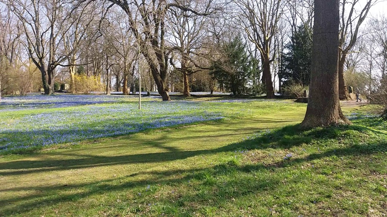 SCILLA SIBERICA (SCILLA SIBERICA)