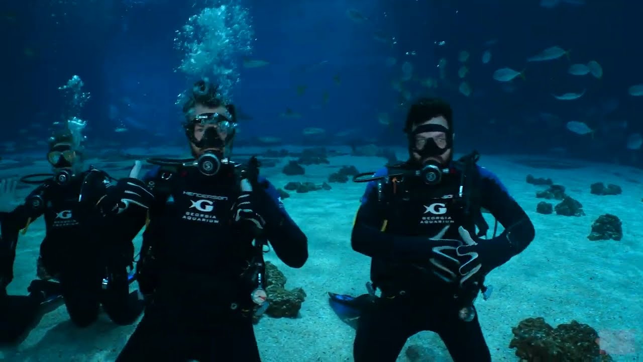Freedom Underwater 🌊 | Georgia Aquarium Veterans Dive – 3PM March 7 #adaptivescuba
