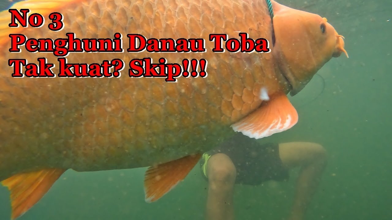 Best strike ikan Mas Besar Danau Toba || Compilasi spearfishing Danau Toba