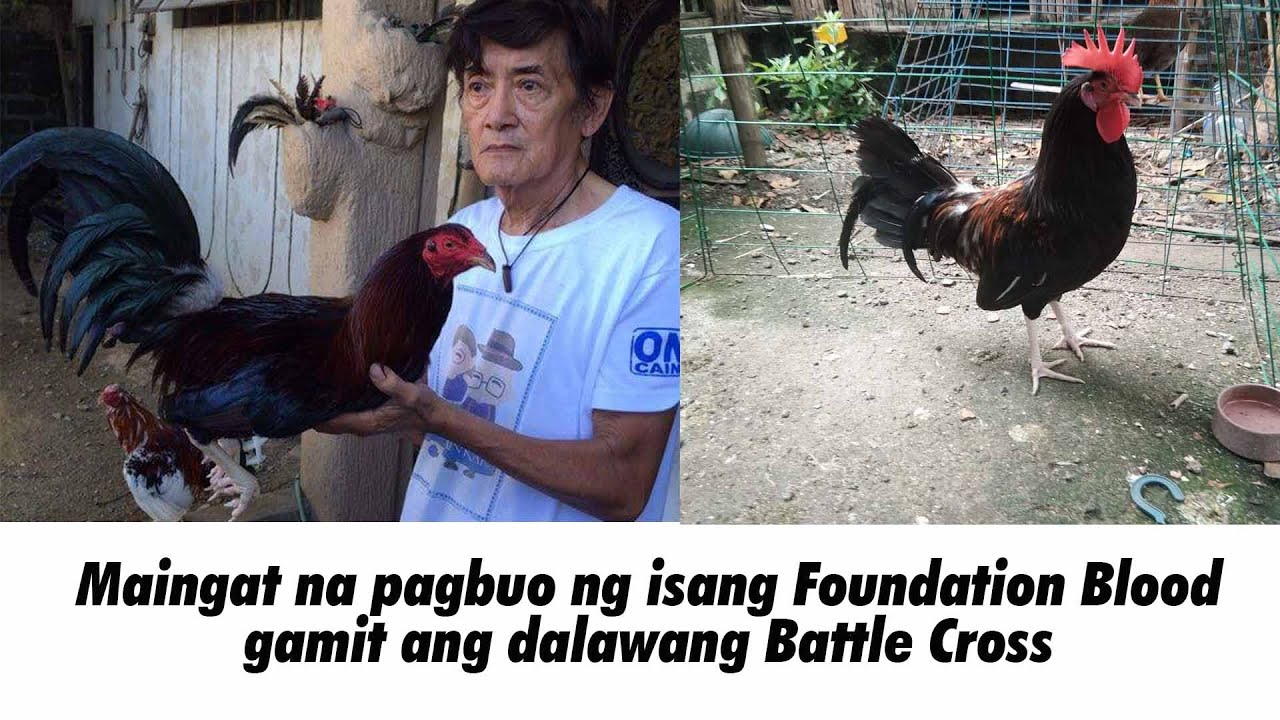 Backyard Breeding: Line Breeding ng dalawang Cross