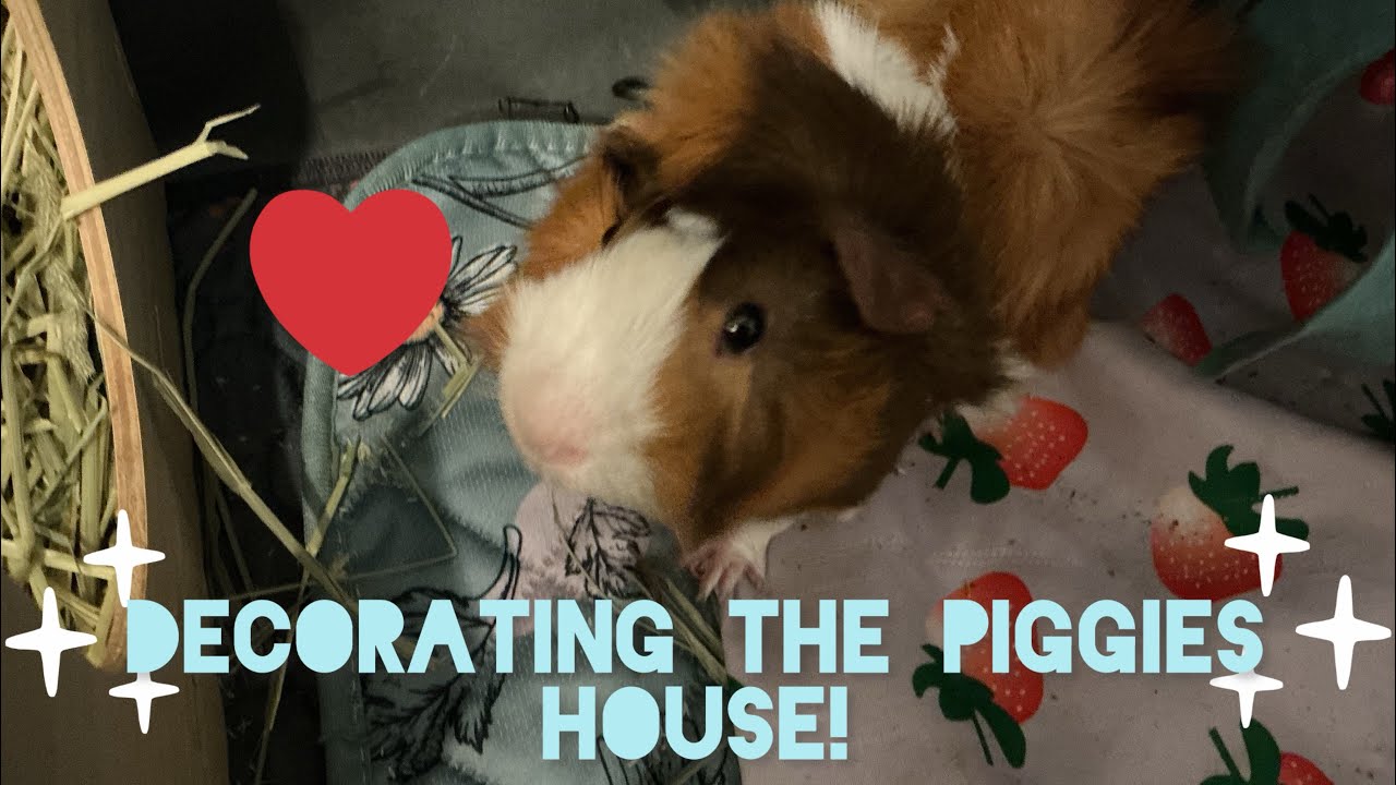 Decorating the guinea pigs house!❤️🐹