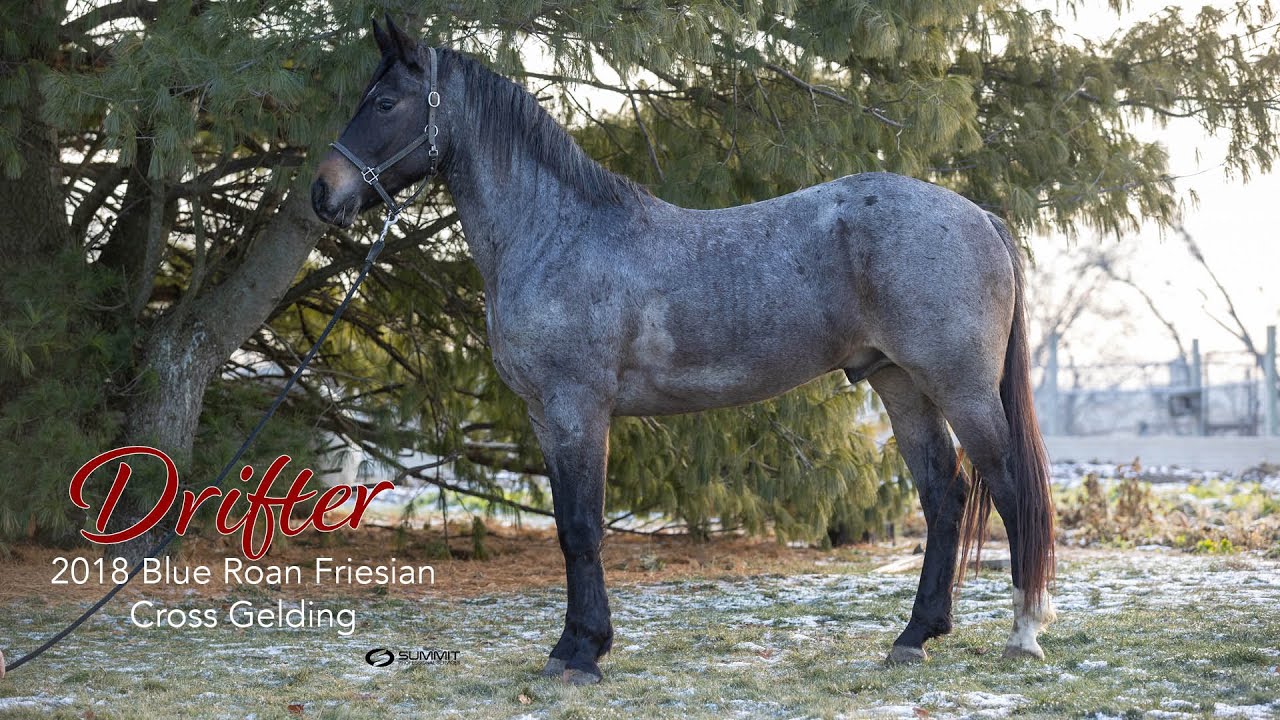 SOLD Drifter, 2018 Roan Friesian Cross Gelding | Michiana Friesian Sale 2023