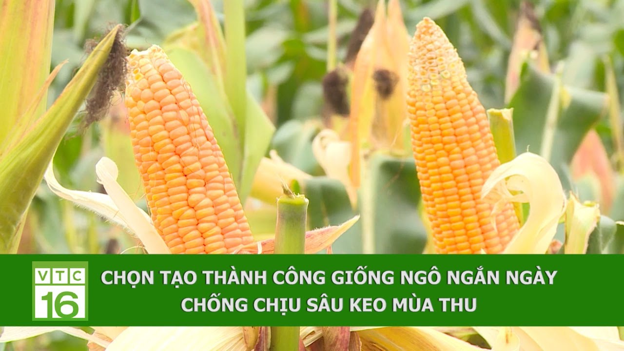 CHỌN TẠO THÀNH CÔNG GIỐNG NGÔ NGẮN NGÀY, CHỐNG CHỊU SÂU KEO MÙA THU | VTC16