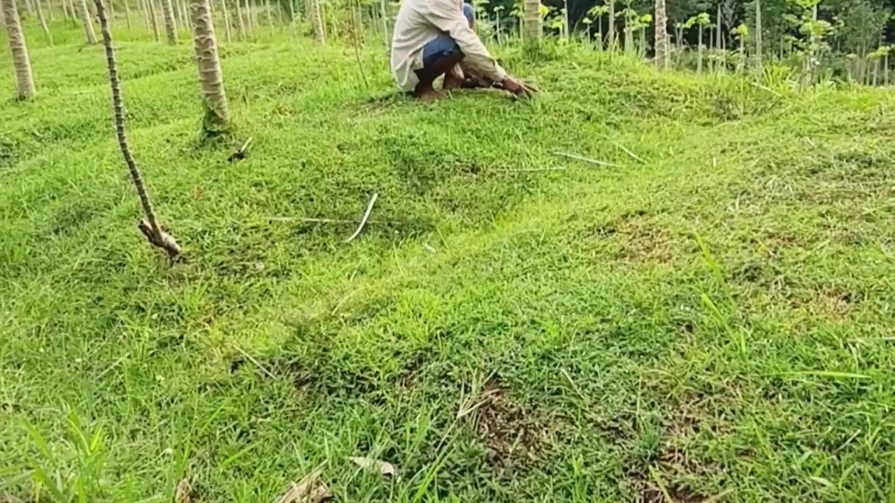 Rural Farmer Managing Cassava Field Naturally #RuralAgriculture #TraditionalFarming