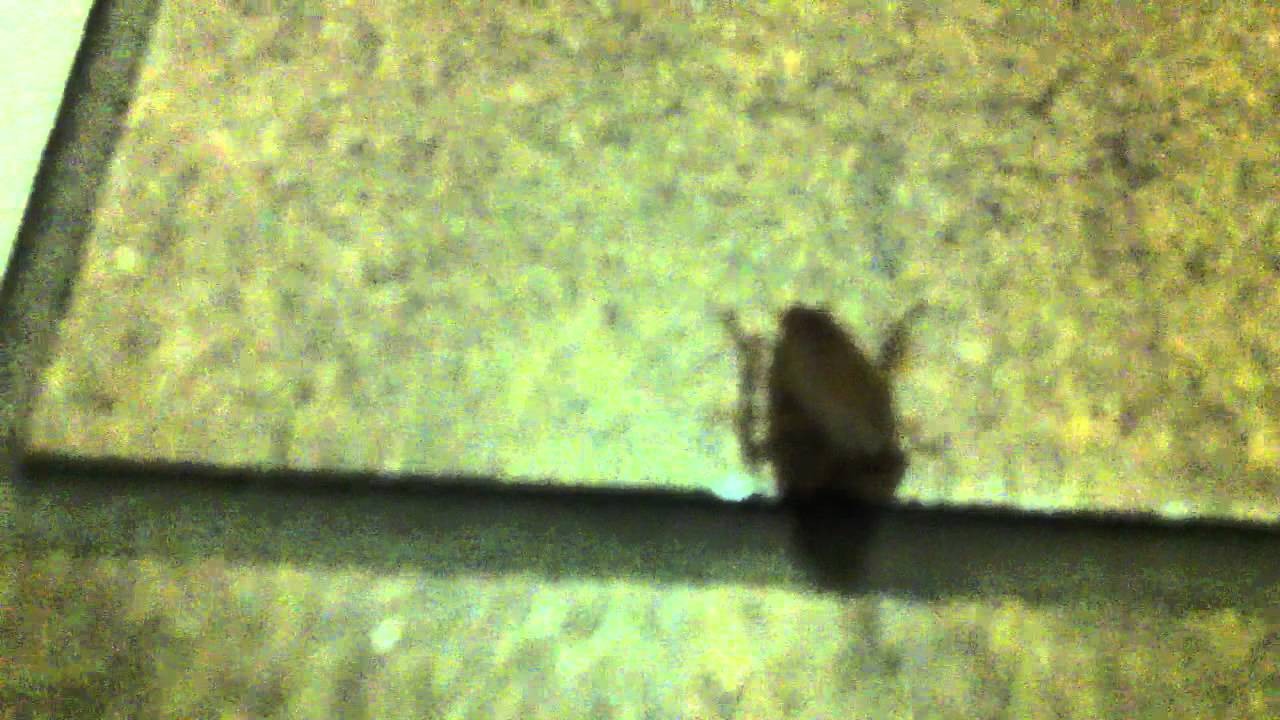 Cockroach infestation at 565 Sherbourne Street, Toronto
