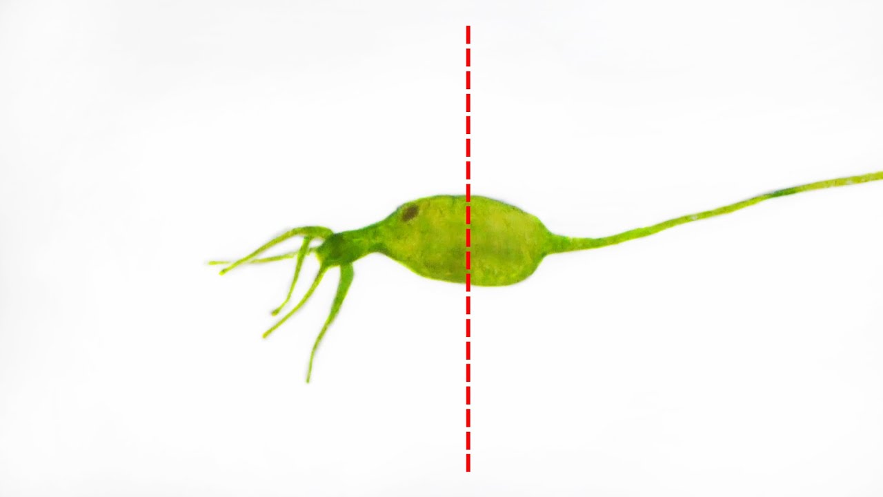 ミジンコを食べたヒドラを半分に切ると&hellip;ヤバすぎた&hellip;