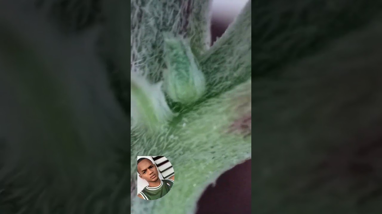 VENEZUELA cannabis female , cannabis hembra , pre flora, indo, mariguana, buds, cojollos #venezuela