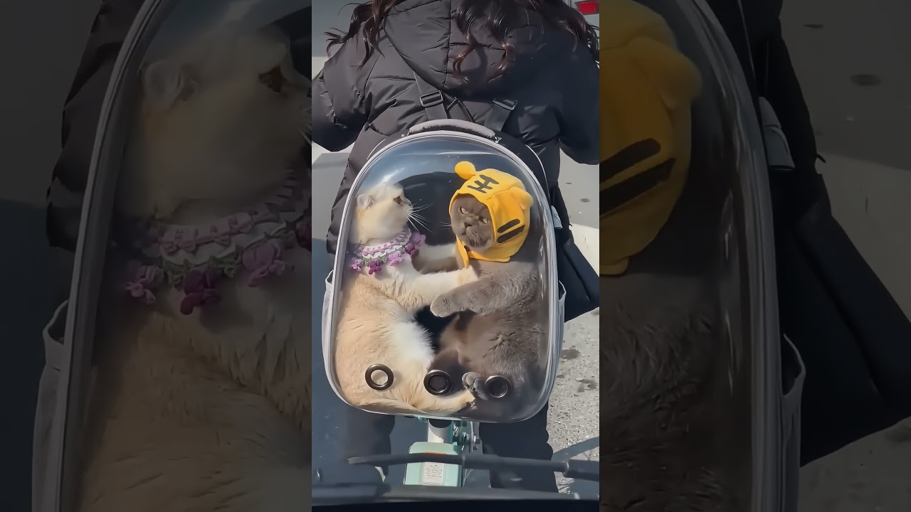 Меньше стресса, меньше беспокойства 😸🤣
