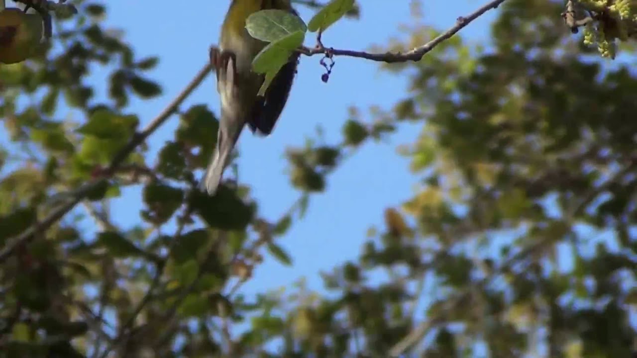 North American Wildlife --- Townsend's Warbler