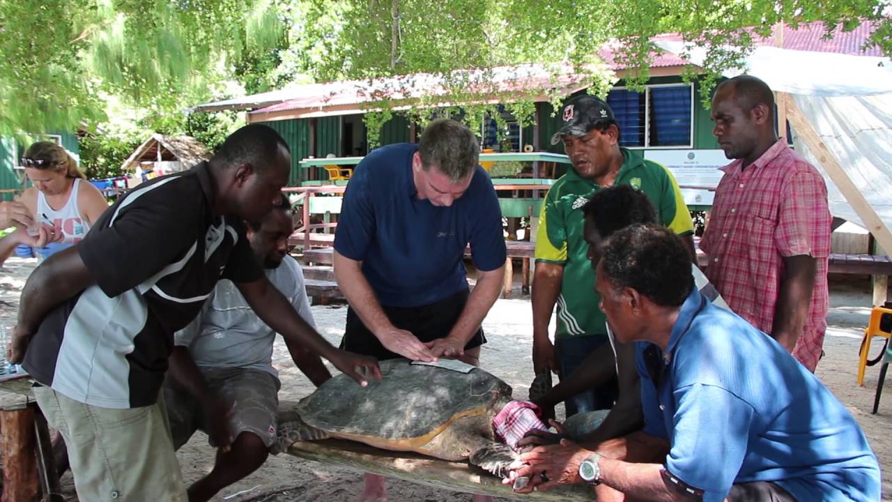 Tagging Hawksbill Sea Turtles in the Arnavon Islands