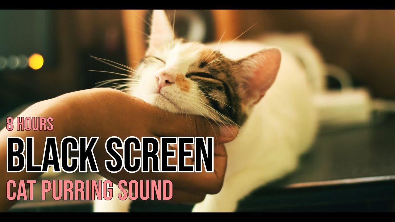 Cat Purring Sound for 8 Hours 🐱 | Black Screen ⚫️ | Sleep, Study, Focus & Relax