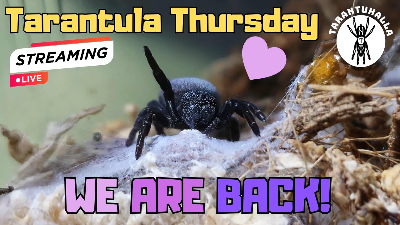 Tarantula Thursday - Feed, chat and chill after the storm 30.10.2025  #live