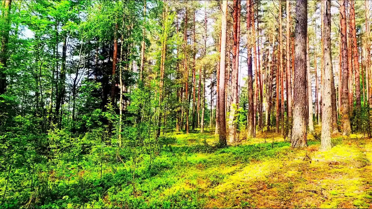 4K Лесное исцеление 🌲 Спокойное пение птиц и успокаивающие звуки природы для сна