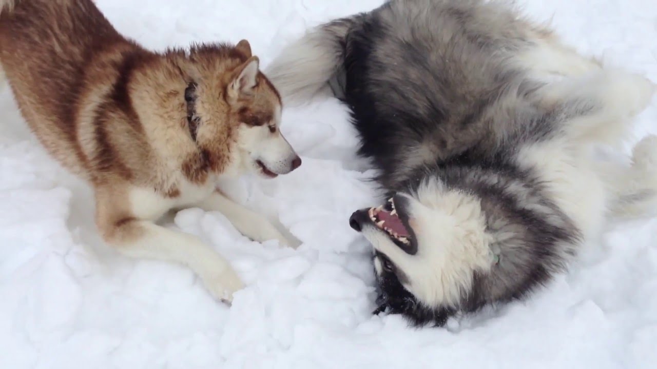 My Alaskan Malamutes going crazy in the snow!