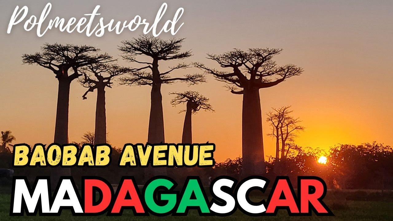 Why you can't skip the famous Baobabs of Madagascar 🇲🇬