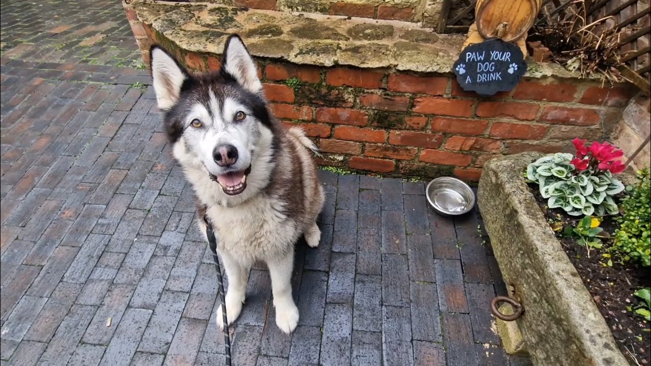 Husky Makes New Friends In Cirencester