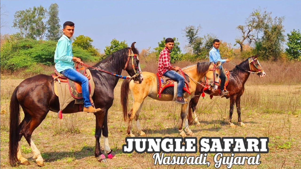 Jungle Safari In Naswadi | Long Horse Ride on Marwari & Sindhi Horses of Towerwala Stud Farm