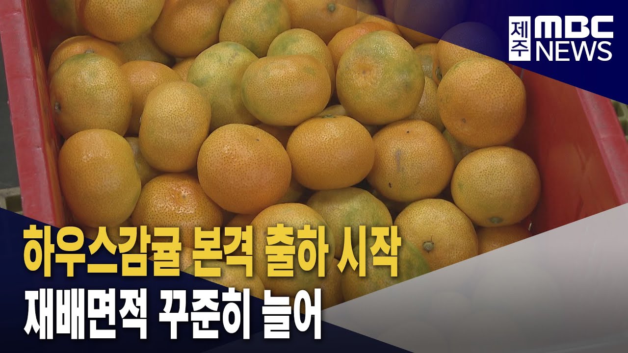 제주산 하우스 감귤 본격 출하 시작