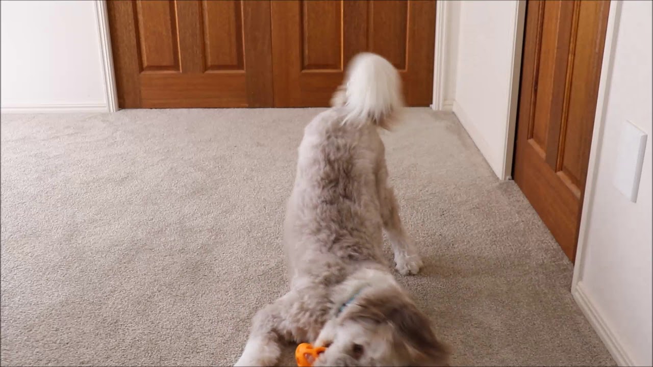 Tessie the Bordoodle tricks at 10 months
