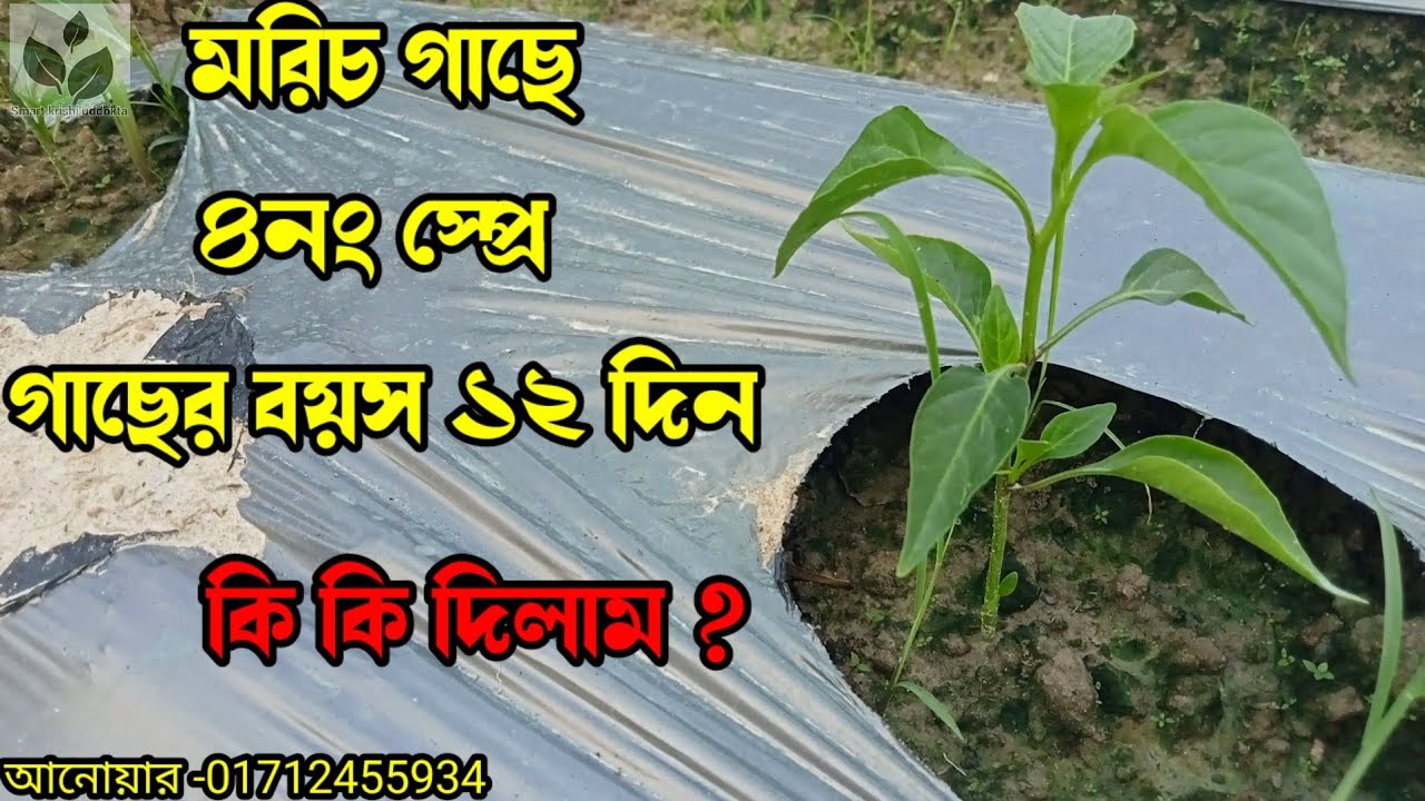 মরিচ গাছে কি স্প্রে দিবেন ১২ দিন বয়সে।