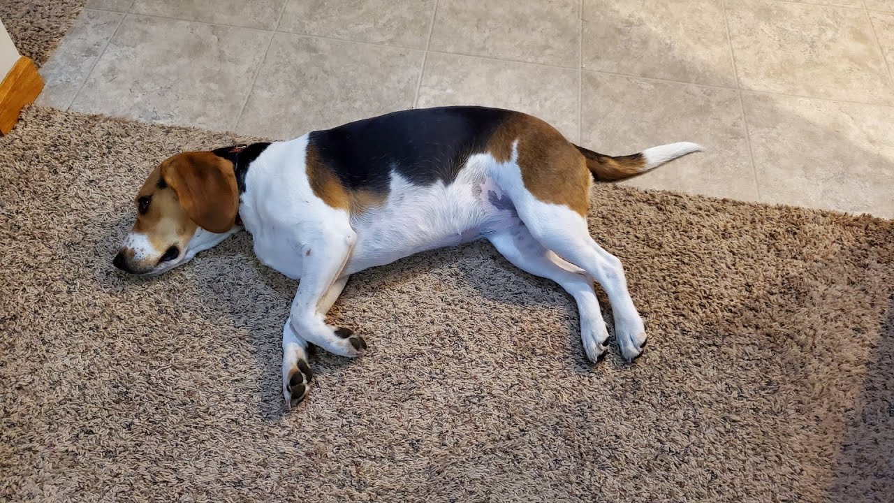 My Dog Ran Away...