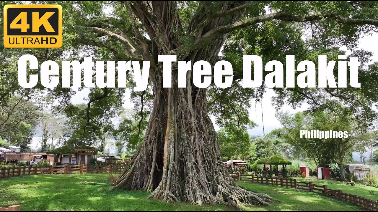 Canlaon City - Century Tree Dalakit - Philippines - Drone 4K UHD - Planet Earth