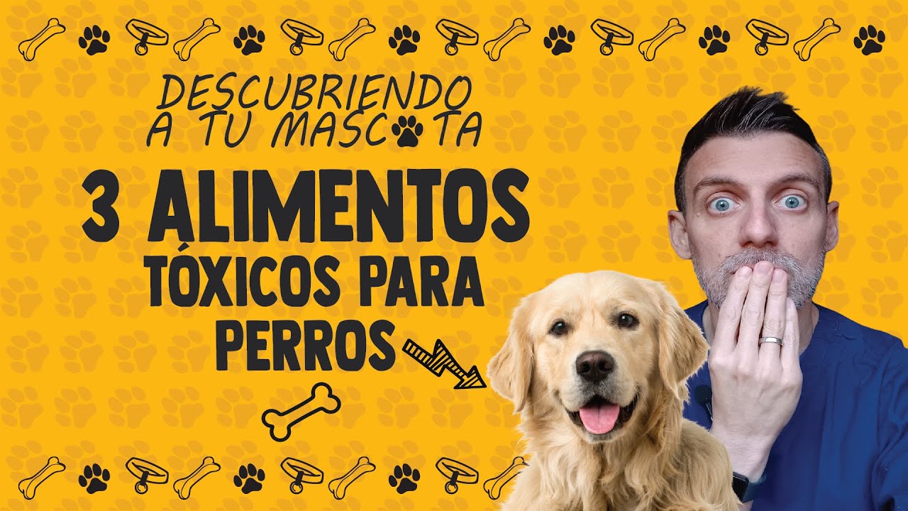 🚫 3 Alimentos TÓXICOS para tu Perro 🐾 | ¡Evita poner en riesgo su salud!