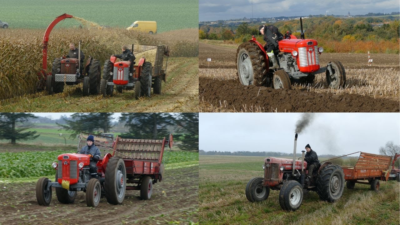 VINTAGE MASSEY FERGUSON 65´S WORKING HARD IN THE FIELD
