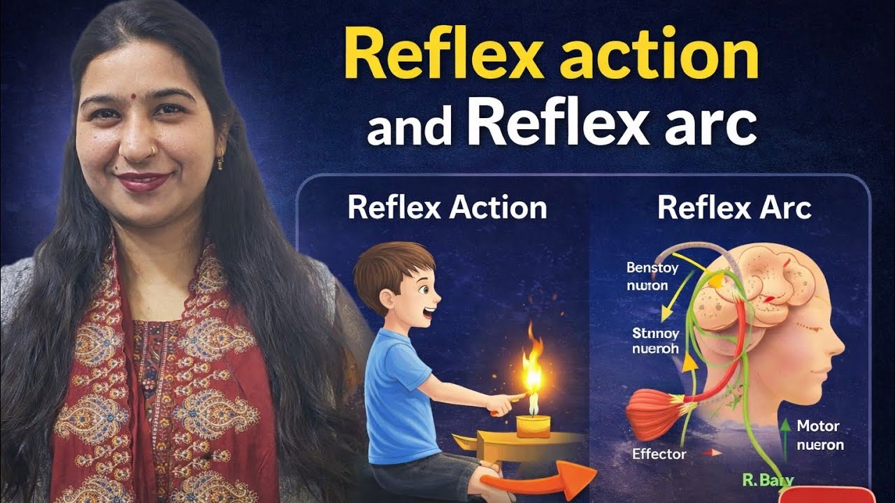 Reflex Action and Reflex Arc|Cbse/Icse Board|Easy biology by Aprna Mam