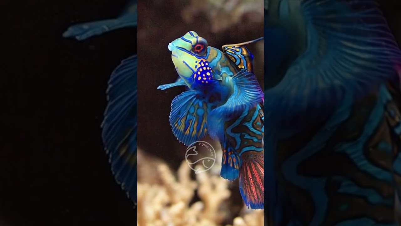 Green Mandarin Dragonet  