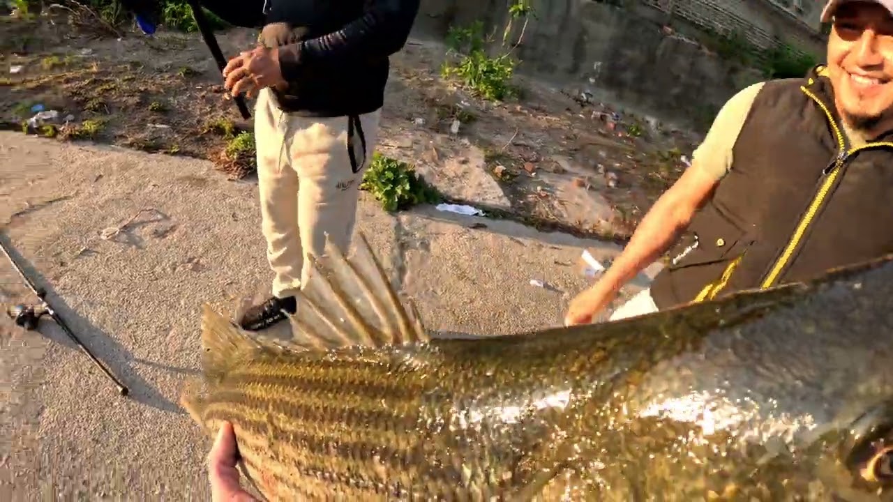Lawrence, MA. Striper fishing highlights 2025 @StriperSniperFishing