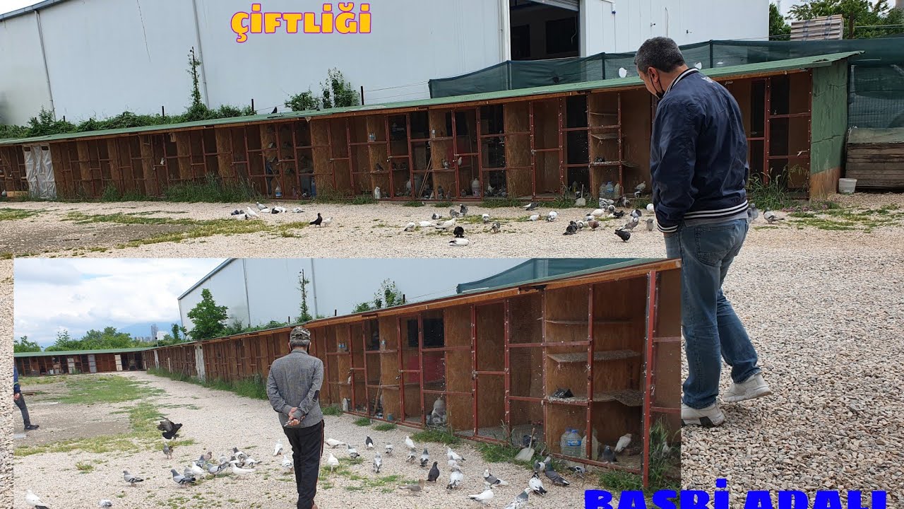 DEV TESİSTE OYUNLU G&Uuml;VERCİN U&Ccedil;URMAK ATMACAYA 2 TANE VAN MARDİNİ VERDİK  BASRİ ADALI K&Uuml;MESLERİ