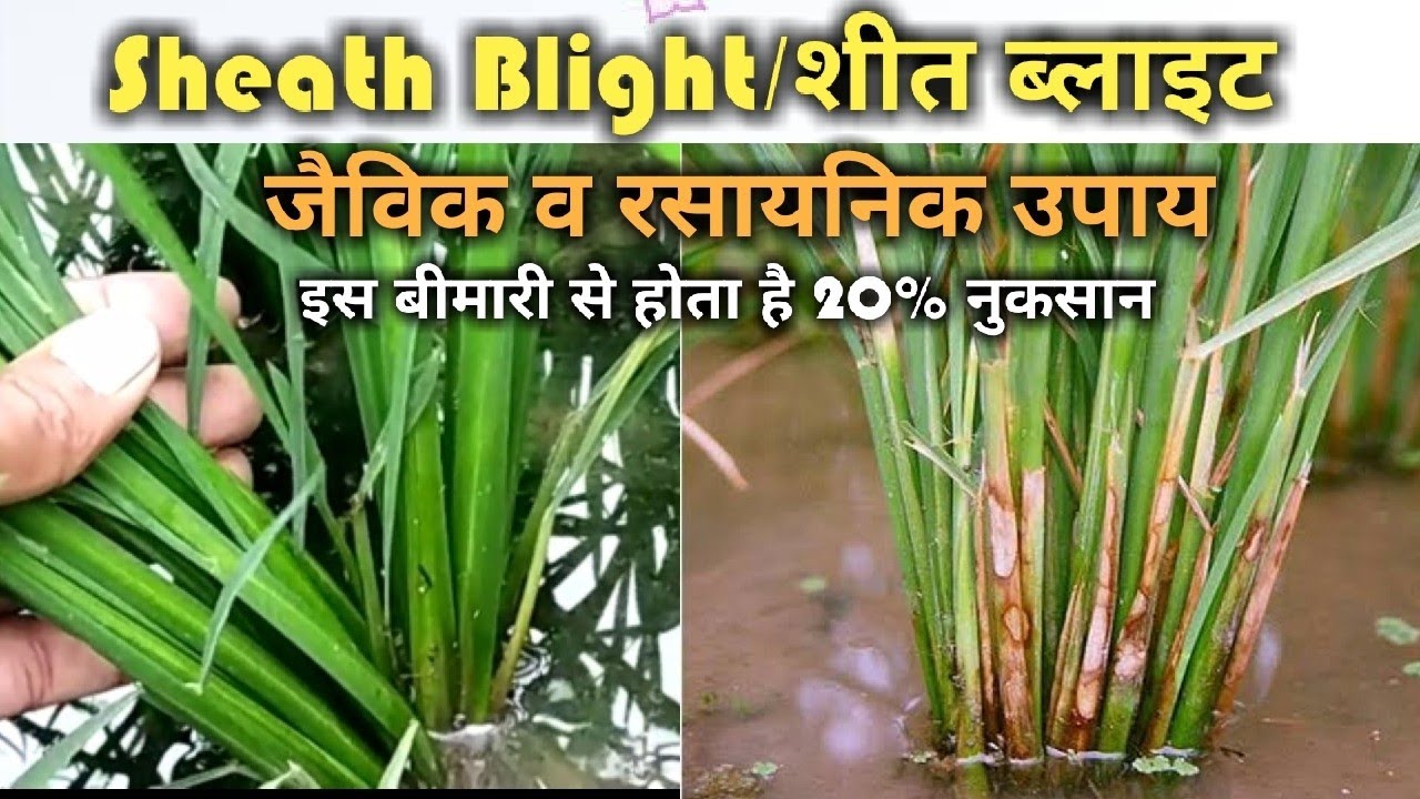 धान में शीत ब्लाइट रोग के जैविक व रसायनिक उपाय।sheath blight Disease Management.
