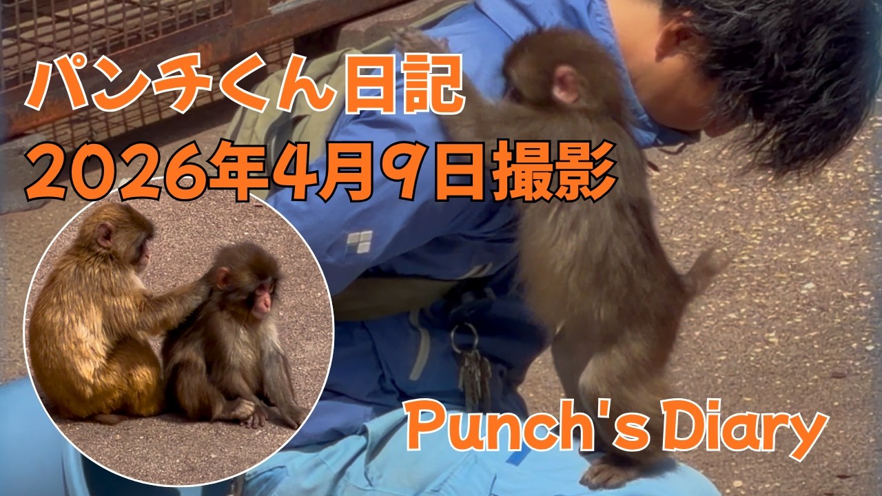 パンチくん 日記【2026年4月9日】市川市動植物園 Punch the monkey