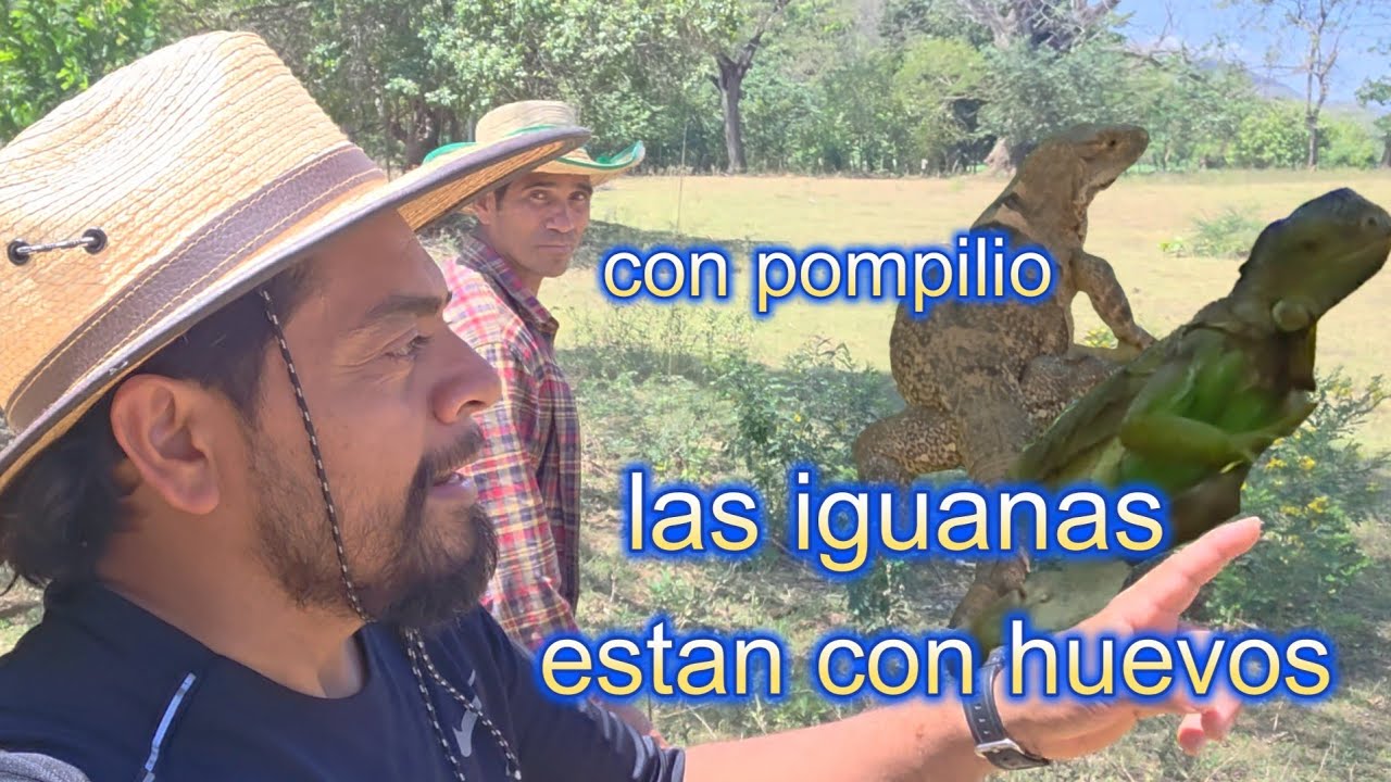EN CONTRAMOS LAS IGUANAS
