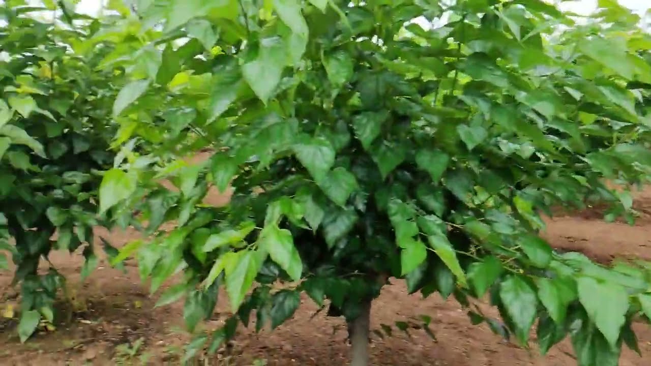 Mulberry 10x10 feet plantation |మల్బరీ 10x10 అడుగుల తోట | 10 lakhs income | Silkworm rearing