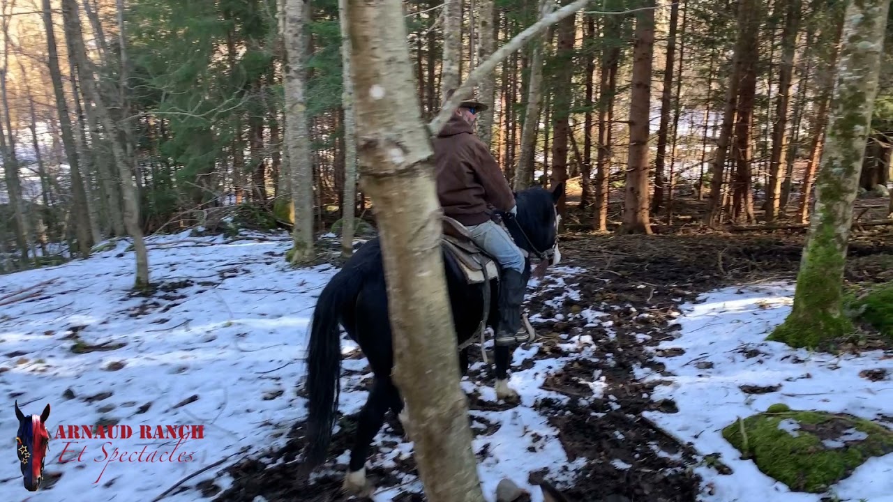 Travail du jeune cheval en extérieur